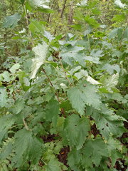 Ribes rubrum