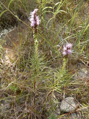 Liatris aestivalis