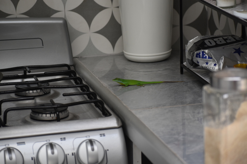 Pedernales Green Anole