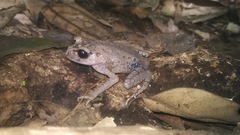 Leptobrachium hasseltii