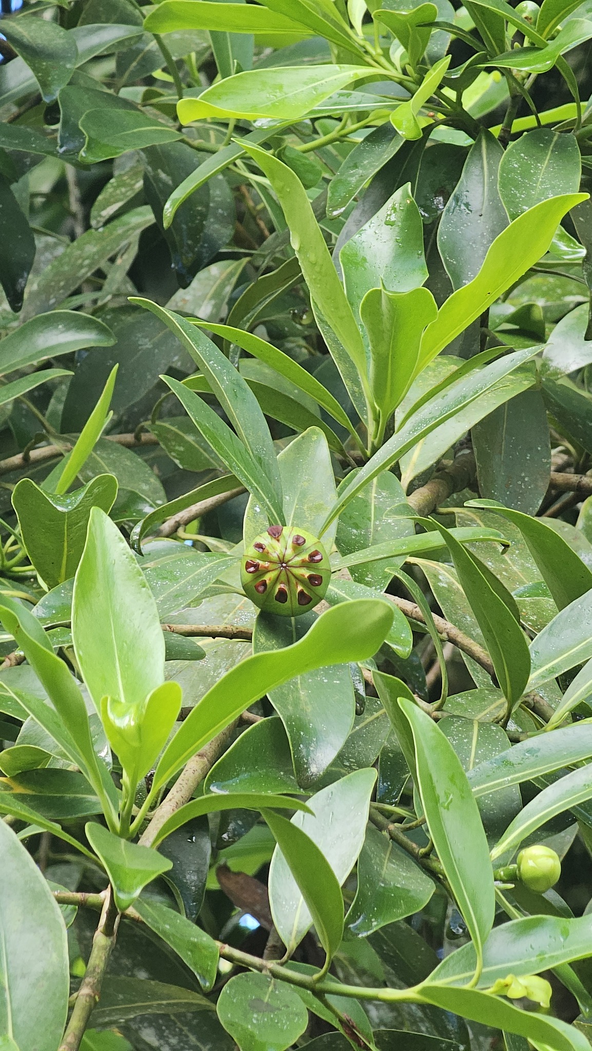 Imagem de Clusia lanceolata