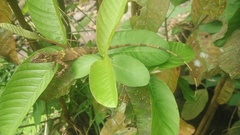 Pseudocalotes tympanistriga