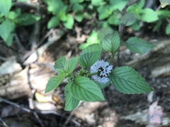 Mentha × piperita