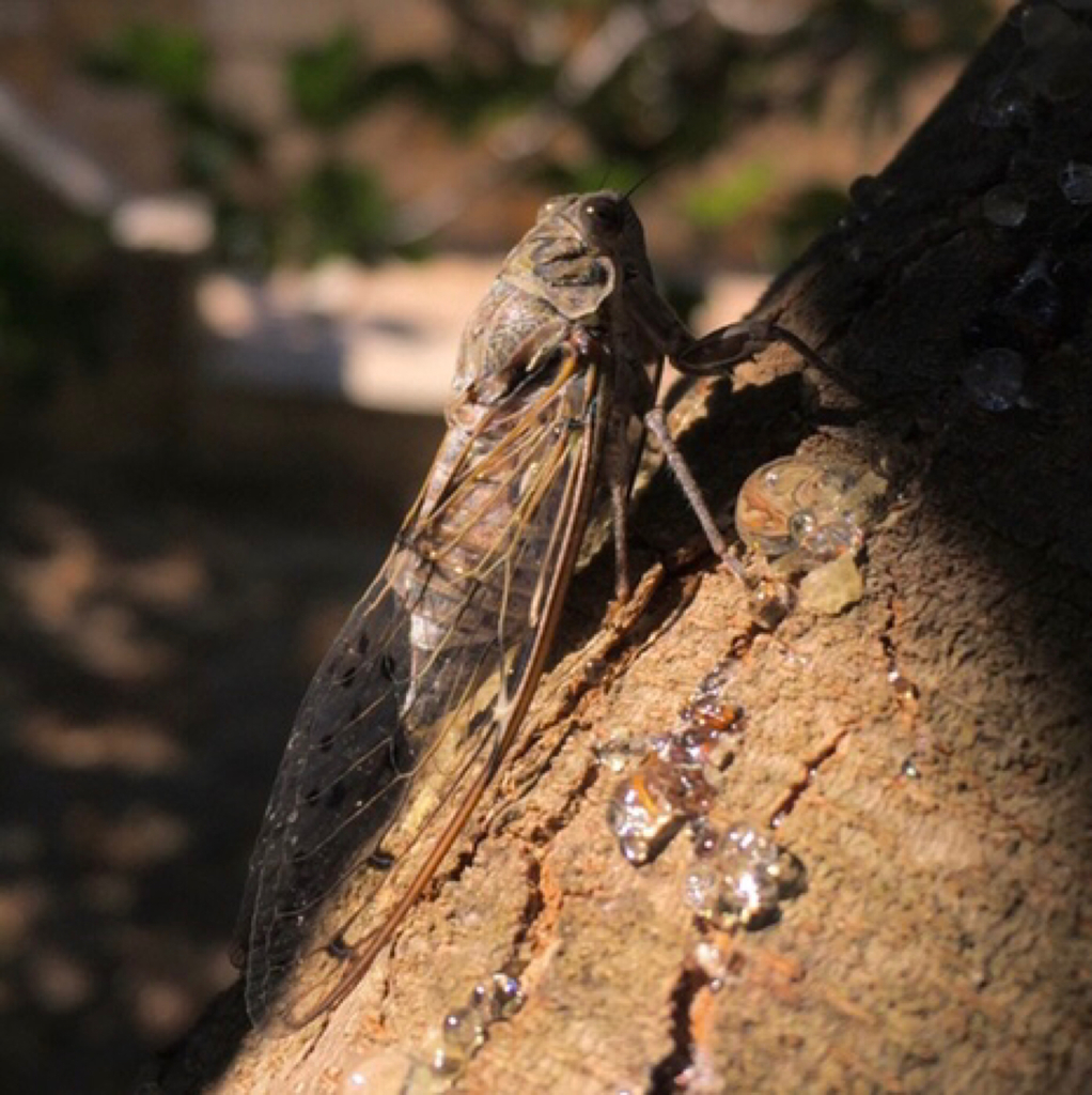 East Aegean Cicada