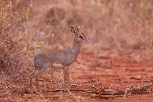 Hinde's Dik-dik