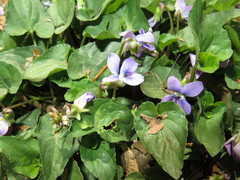 Viola cucullata