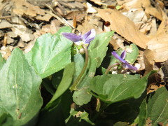 Viola cucullata