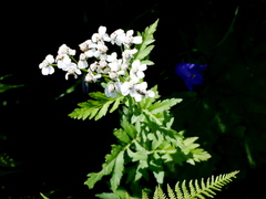 Achillea macrophylla