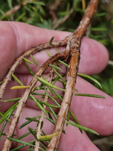 Image of Darwinia fascicularis by (c) ronavery, some rights reserved (CC BY)