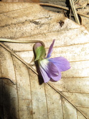 Viola cucullata