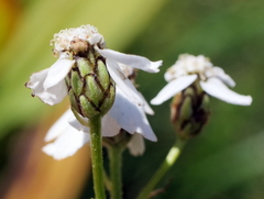 Achillea macrophylla