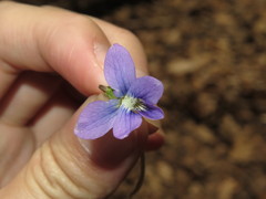 Viola cucullata