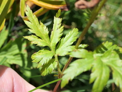 Achillea macrophylla