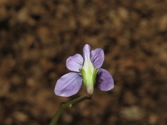 Viola cucullata