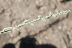 Chenopodium leptophyllum