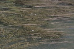 Zostera capensis