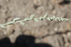 Chenopodium leptophyllum