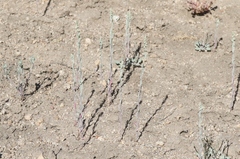 Chenopodium leptophyllum