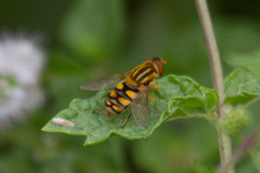 Parhelophilus integer