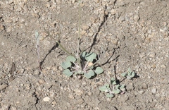 Eriogonum evanidum