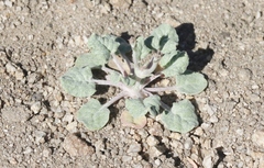 Eriogonum evanidum