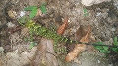 Gonocephalus kuhlii