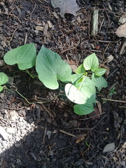 Dioscorea galeottiana