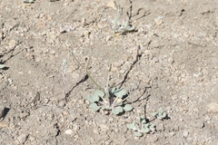 Eriogonum evanidum