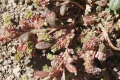 Calyptridium parryi