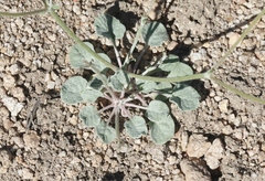 Eriogonum evanidum