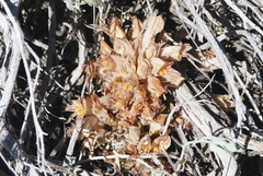 Aphyllon californicum feudgei