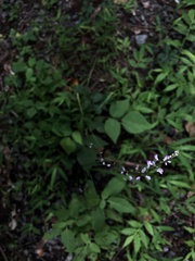 Hylodesmum podocarpum oxyphyllum