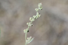 Chenopodium leptophyllum