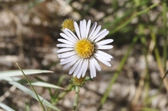 Erigeron breweri