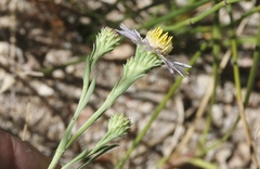 Erigeron breweri