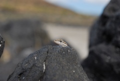 Uta stansburiana stansburiana
