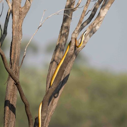 Common Tree Snake sighting