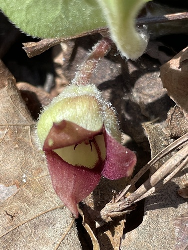 Foto de Gengibre-selvagem