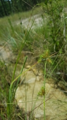 Fuirena squarrosa