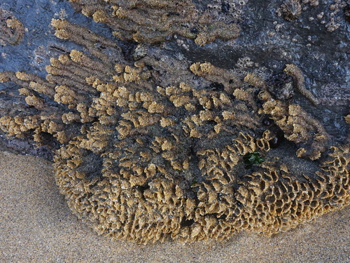 Honeycomb Worm, Fanore, Clare, Ireland, photo 6 of 10