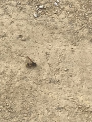 Delta unguiculatum