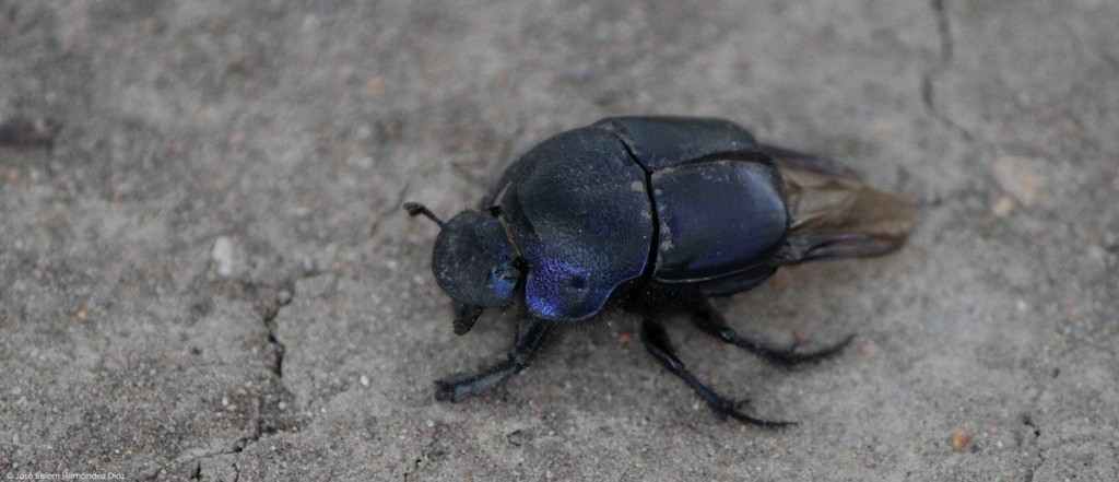 Phanaeus quadridens