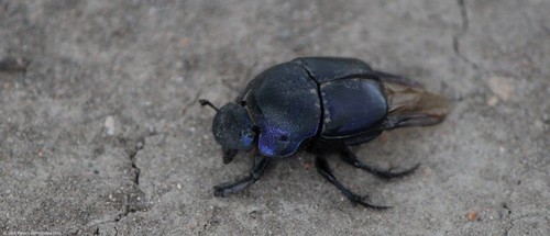 Phanaeus quadridens