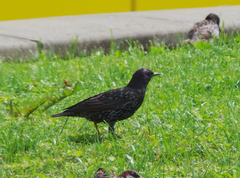 Sturnus vulgaris