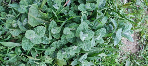 Mentha × rotundifolia, photograph 3