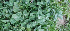 Mentha × rotundifolia, photograph (c) fmunoz, some rights reserved (CC BY)