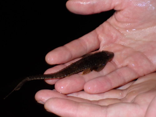 Yellowtail whiptail catfish (Fonchiiichthys uracanthus) — Loricariidae — 2