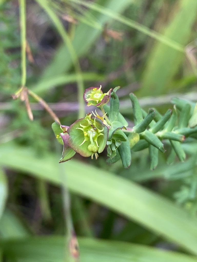 wild-spurge-from-mopani-za-np-za-on-march-22-2025-at-02-40-pm-by