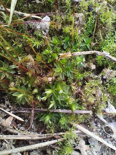 Atrichum tenellum observed 2025-03-22