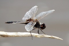 Macrodiplax balteata